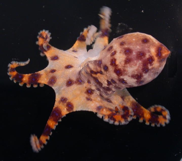 Blue-ringed octopus
