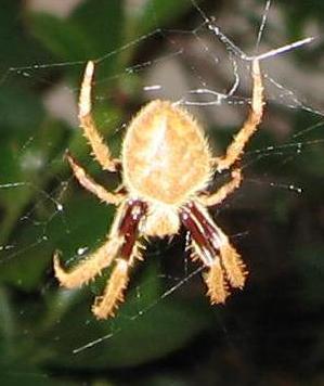 orb weaving spider