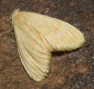 Euproctis lutea