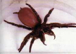 Hadronyche formidabilis