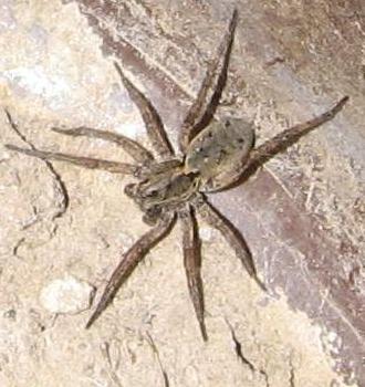 wolf spider