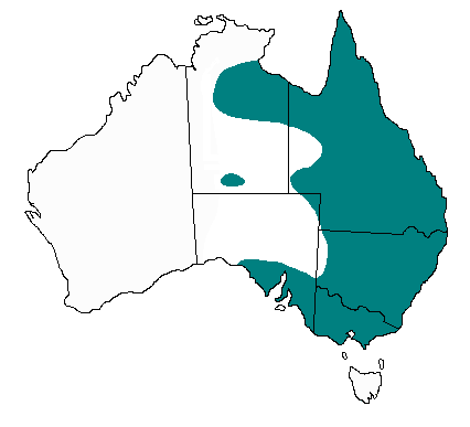 Pseudonaja textilis distribution