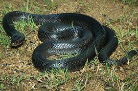 Pseudechis papuensis