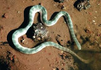 sea snake