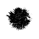 sea urchin icon