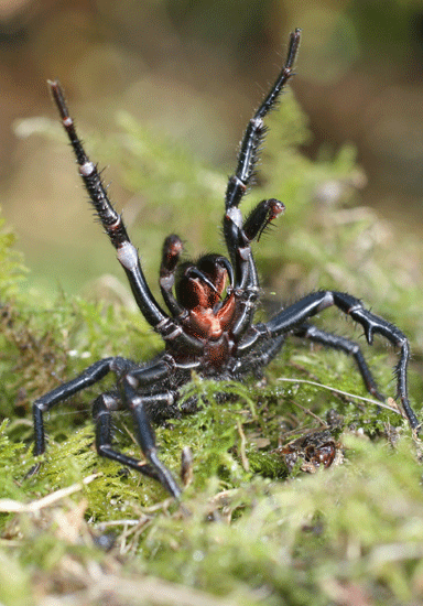 Funnel-web spider