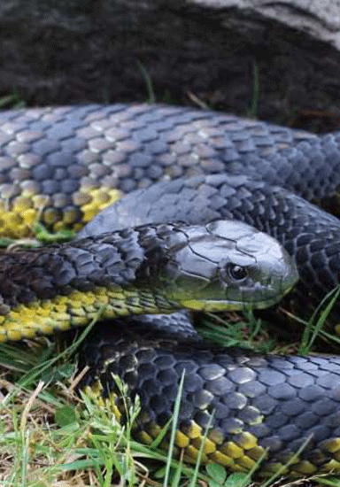 Tiger Snake