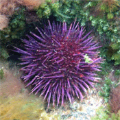 sea urchin close-up